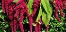 Amaranthus