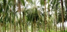 Oil Palm