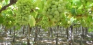 Table Grapes