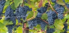 Wine Grapes