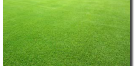 Bermudagrass