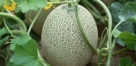 Cantaloupe