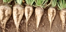 Sugar Beets