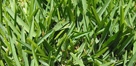 St. Augustine Grass